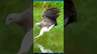 the best Eagle caching Big fish [upl. by Inot]