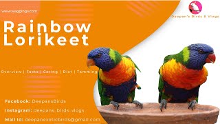 How Care Your Pet Rainbow Lorikeet  Overview  Facts  Caring  Diet  Tamming [upl. by Somisareg]