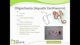 Aquatic Earthworm Oligochaeta Key ID Features [upl. by Luaped]