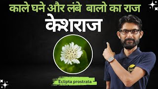 Bhringraj Users Are Getting AMAZING Results  Heres How  Ayurveda Amrutam [upl. by Phaidra255]