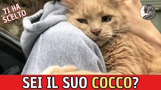 Il Tuo Gatto Ti Ha Scelto Ecco i Segnali che Lo Dimostrano [upl. by Naened]