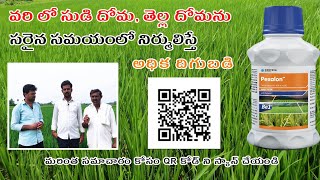 BPH WBPH Control in Paddy  వరి లో వచ్చే సుడి దోమ తెల్ల దోమ నివారణ అధిక దిగుబడి Corteva Pexalon [upl. by Francine]