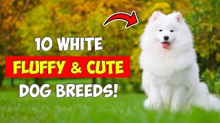 10 White Fluffy Dog Breeds [upl. by Qifar]