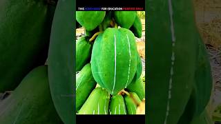 Why Are These Papaya Trees Being Cut Down 🌳  handcraft shortvideos farming [upl. by Bobker63]