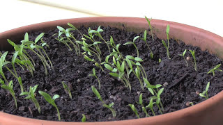 How to Grow Cilantro  Coriander From Seed 5 Steps [upl. by Suchta]