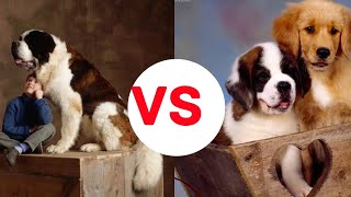 WOW Factors  About Golden Retriever VS Saint Bernard [upl. by Nashom]