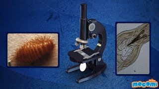 Microscopes for Beginners  FunctionsFacts Part I  Science for Kids  Educational Videos by Mocomi [upl. by Corby332]