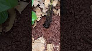 IQ bullet ants attack smart cricket in deep hole shorts [upl. by Spiros]