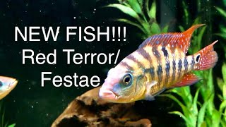 New Fish FestaeRed Terror Cichlid  Breeding Pair Nandopsis Salvini  South American Cichlids [upl. by Veleda36]