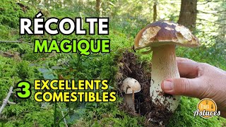 SUPER CUEILLETTE DE CHAMPIGNONS JE TE MONTRE COMMENT ET OÙ cepes nature asmr [upl. by Arhaz963]