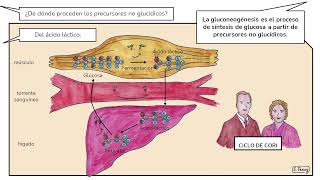 02 Anabolismo heterótrofo de glúcidos [upl. by Philemol]