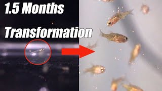 Celestial Pearl Danios Growth Time Lapse Video [upl. by Monda]