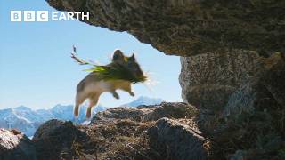 Cute Pika Steals Food From Neighbours  4K UHD  Mammals  BBC Earth [upl. by Graniela]