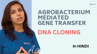 Agrobacterium Mediated Gene Transfer  Part 4  DNA Cloning [upl. by Bonni]