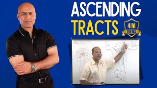 Spinothalamic Tract  Ascending Tracts  Spinocerebellar Tract  Neuroanatomy [upl. by Ssur]