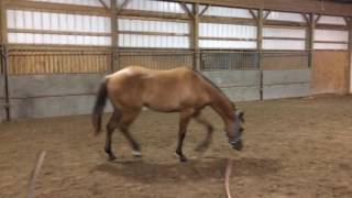 ABRA AQHA Horse for sale Michigan western pleasure prospect [upl. by Joost]