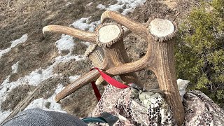 Shed hunting in New Mexico for elk and deer sheds [upl. by Aliakam758]