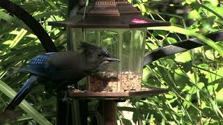 Bird Feeder Focus Fix Upconvert to 4K Canon XLH1 [upl. by Meurer]