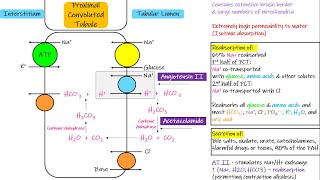 Transport in Proximal Convoluted Tubule PCT  Chapter 28 part 3 Guyton and Hall Physiology [upl. by Nashbar476]