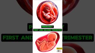 Pregnancy First and Second Trimester media animation 3d short BiologywithAliya [upl. by Cyd]