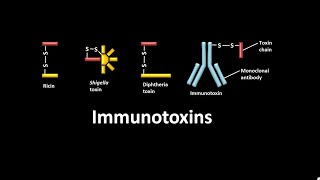 Immunotoxins  diphtheria toxin  ricin  Shigella toxin [upl. by Leiram]