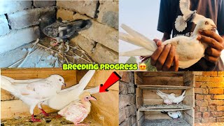 Pigeon breeding progress 😍 new pigeon baby😍 petsvlog kabutar kabutarvlog shermadehat [upl. by Georas454]