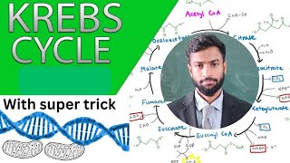 Krebs Cycle  Board  NEET [upl. by Avram]