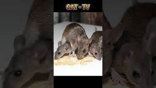 CAT TV  Mouse Sounds for Cats Shorts CatTV MouseSounds [upl. by Phebe]