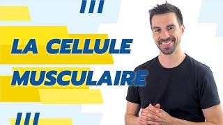 COURS DE TERMINALE SPÉCIALITÉ SVT CHAP16 LA CELLULE MUSCULAIRE UNE STRUCTURE SPÉCIALISÉE [upl. by Shari62]