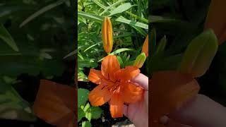 Knowing Whats Growing Tiger Lily lily shorts flowers garden [upl. by Lupien]