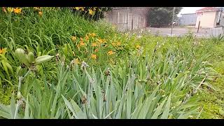 Iris seed pods [upl. by Shyamal]