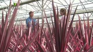 Cordyline  le palmier de NouvelleZélande Pink Passion  Truffaut [upl. by Eirolam]