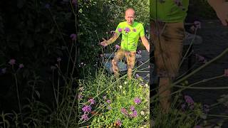 Brazilian Vervain verbena bonariensis gardening explore summerflowers cottagegarden adventure [upl. by Namad]