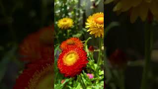 Helichrysum Bracteatum Everlasting Flower in my Garden Toronto 蜡菊花 20240918 [upl. by Brant]