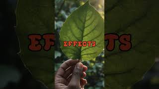 Discover significance of Betel nut 07funfact facts psychoactive social shortvideo [upl. by Hardigg241]