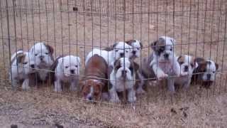 Dog pile English Bulldog puppies sleeping [upl. by Ieppet]