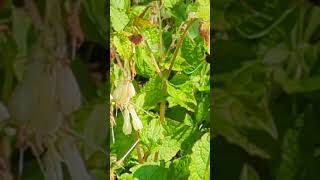 Female Hairyfooted Flower Bee visiting comfrey flowers [upl. by Newel52]