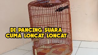 BURUNG MURAI BATU DIPANCING SUARA KO CUMA LONCAT LONCAT [upl. by Omiseno]