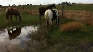 Why a Horse Eats Under Water  Allowing Horses to be Horses  Rick Gore Horsemanship [upl. by Eolande759]