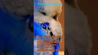 italy birds budgies cute lovely family best friends gente moulting [upl. by Eyahsal]