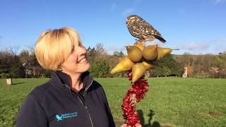 12 Days of Christmas by Feathers and Fur Falconry Centre [upl. by Gatian]