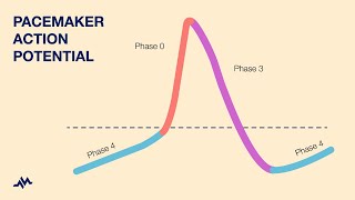 Pacemaker Action Potential [upl. by Dranyer]