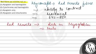 Red fibres are muscles rich in A Myoglobin and haemoglobin B Cytochromes and haemoglobin C [upl. by Onez]