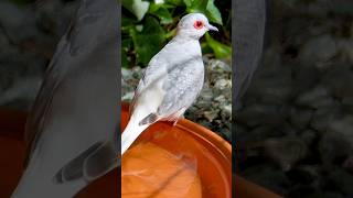 The diamond dove Geopelia cuneata birds bird animals nature [upl. by Vandervelde]