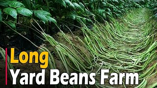 Yard Long Beans Farming  How To Grow Yard Long Green Beans [upl. by Gracia668]