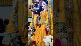 मेरो कान्हा गुलाब को फूल किसोरि मेरो kanha krishna kisoriji radha bhajan youtubeshorts shorts [upl. by Arreis]