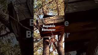 A tree apiary of Africanized honey bees Ukerewe Tanzania [upl. by Imik790]