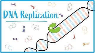 DNA replication  dna rna replication genetics biology mutation transcription translation [upl. by Hniht]