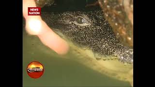 Padmanabhaswamy Temple Meet a vegetarian Crocodile who guards Ananthapura Lake [upl. by Watanabe]