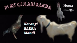 KORANGI BAKRA MANDI video2 part1 rates alert [upl. by Aihsot509]